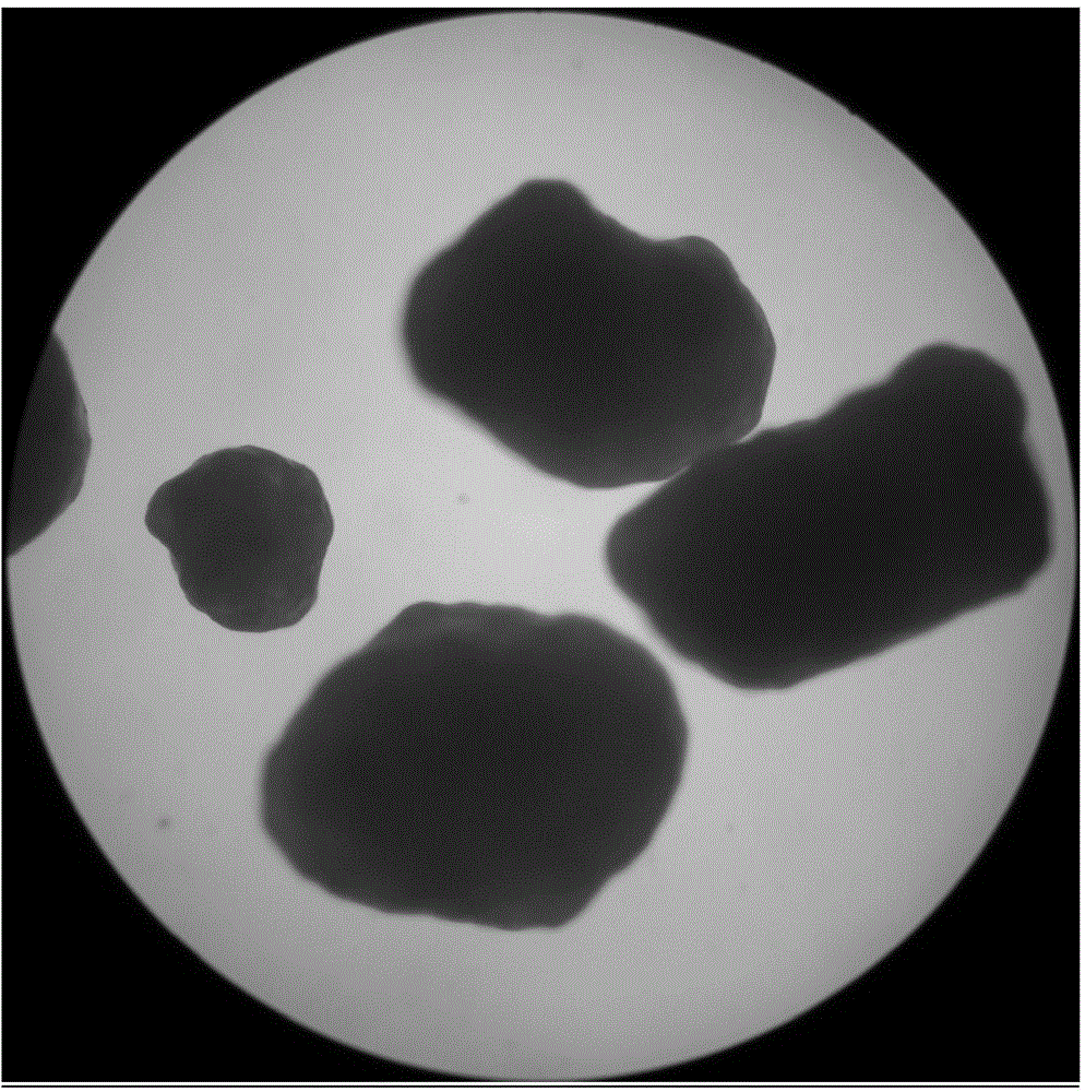 Process for preparing tilmicosin enteric-coated pellet by centrifuge method