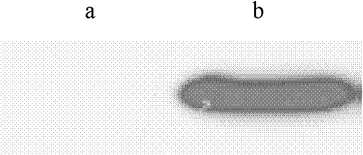 Pichia pastoris wall protein gcw3 and its surface display system and construction method