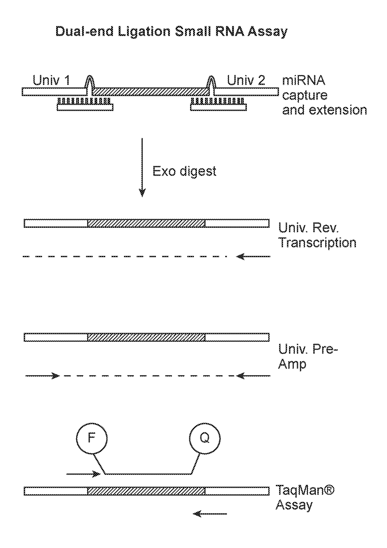 Small RNA Capture, Detection and Quantification