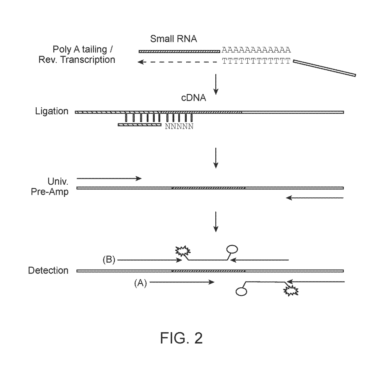 Small RNA Capture, Detection and Quantification