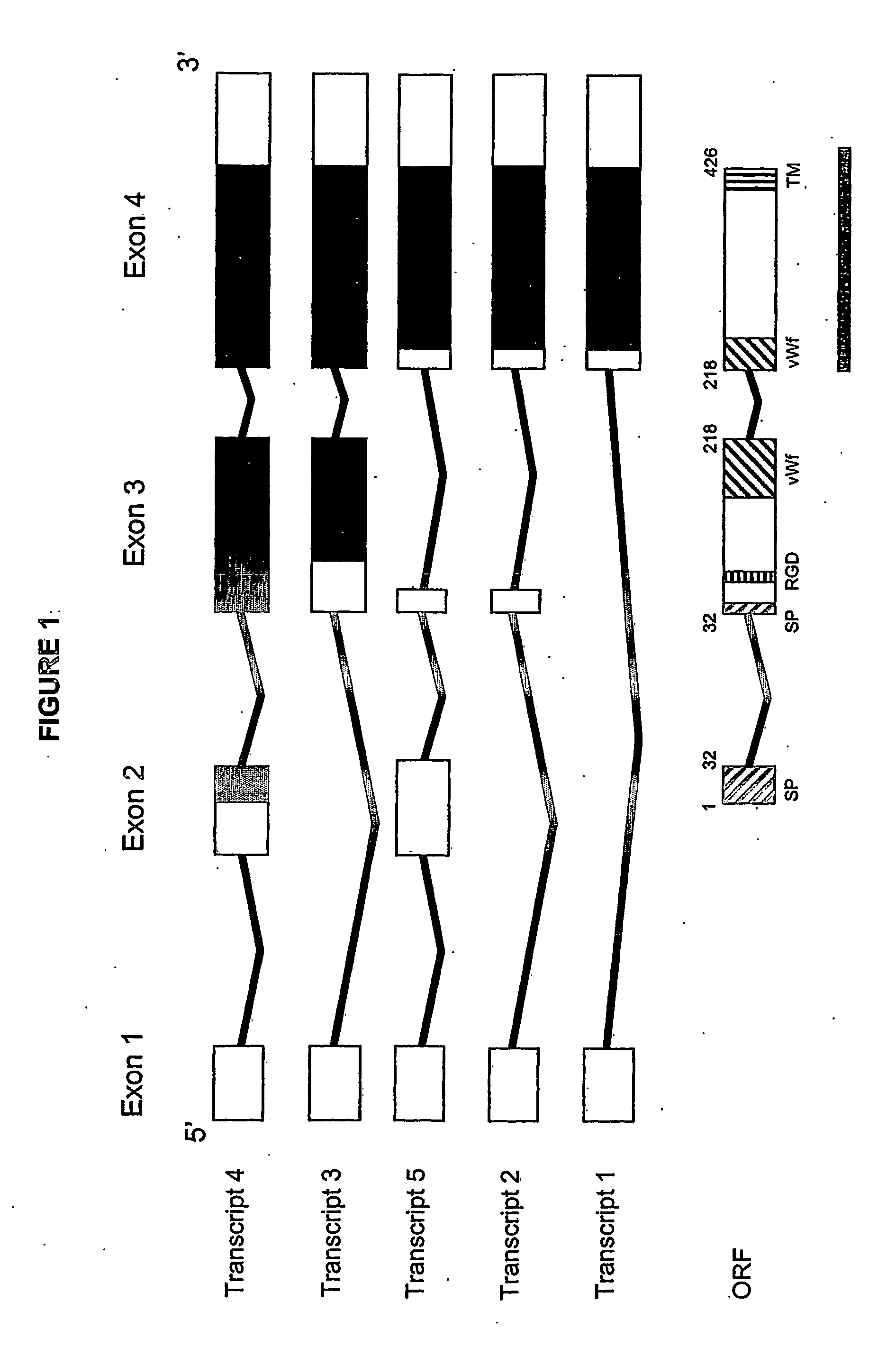 Juvenile hemochromatosis gene (hfe2a), expression products and uses thereof