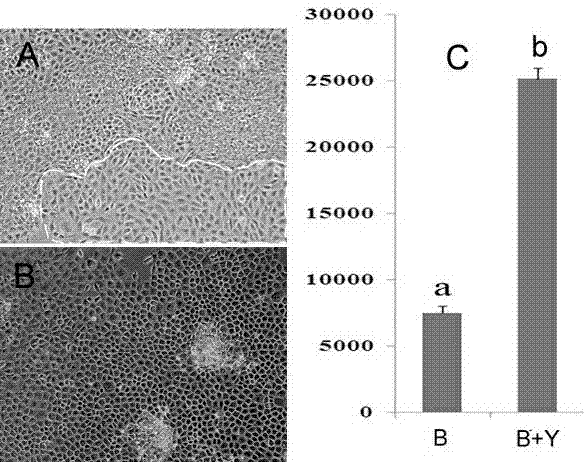 Efficient amplifying and culturing method for biliary epithelial cells