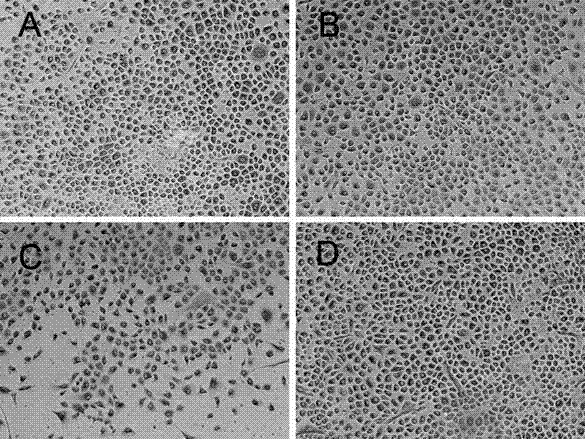 Efficient amplifying and culturing method for biliary epithelial cells