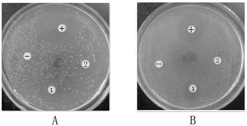 Hylarana guentheri antibacterial peptide and application thereof