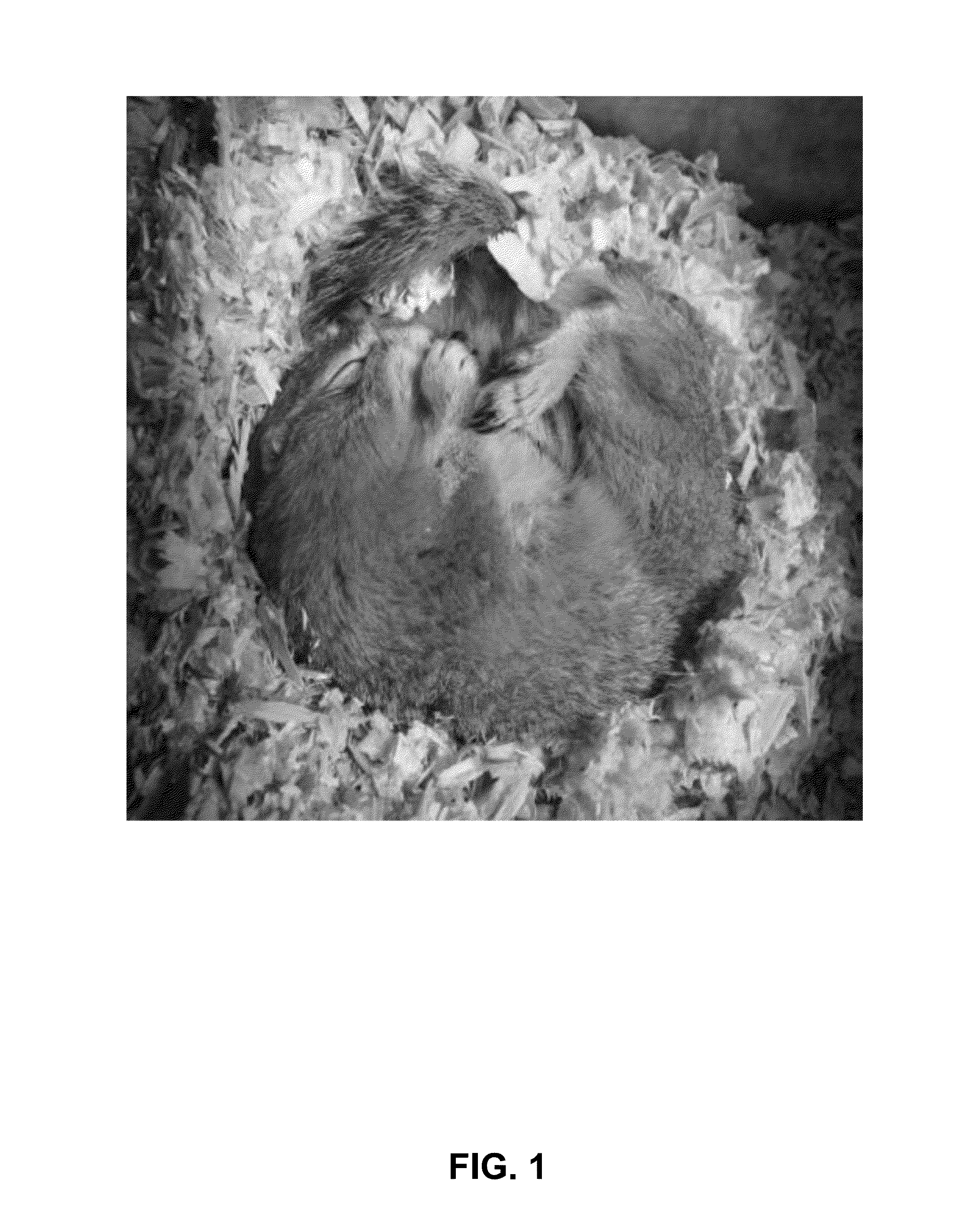 Methods and compositions for the treatment of ischemic injury to tissue using therapeutic hypothermia