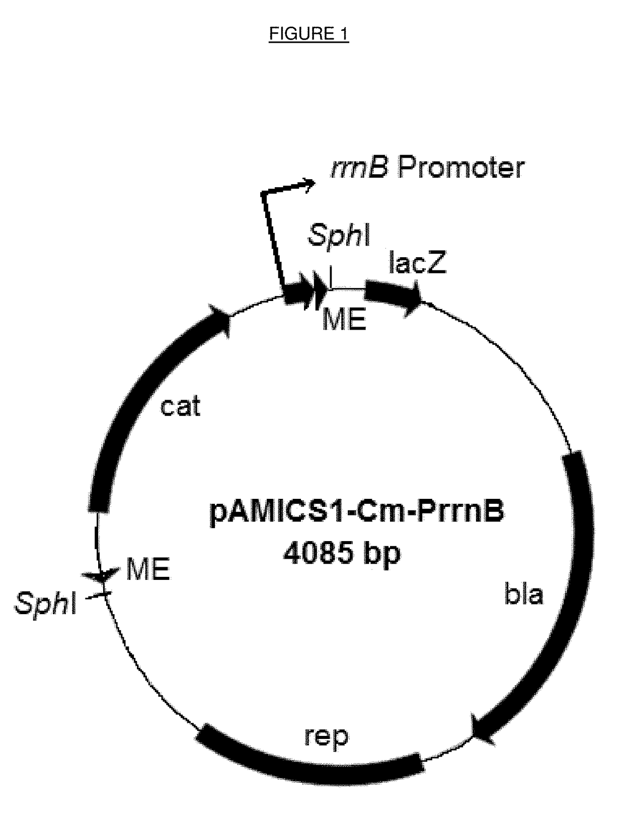 Method for characterizing bacterial mutants