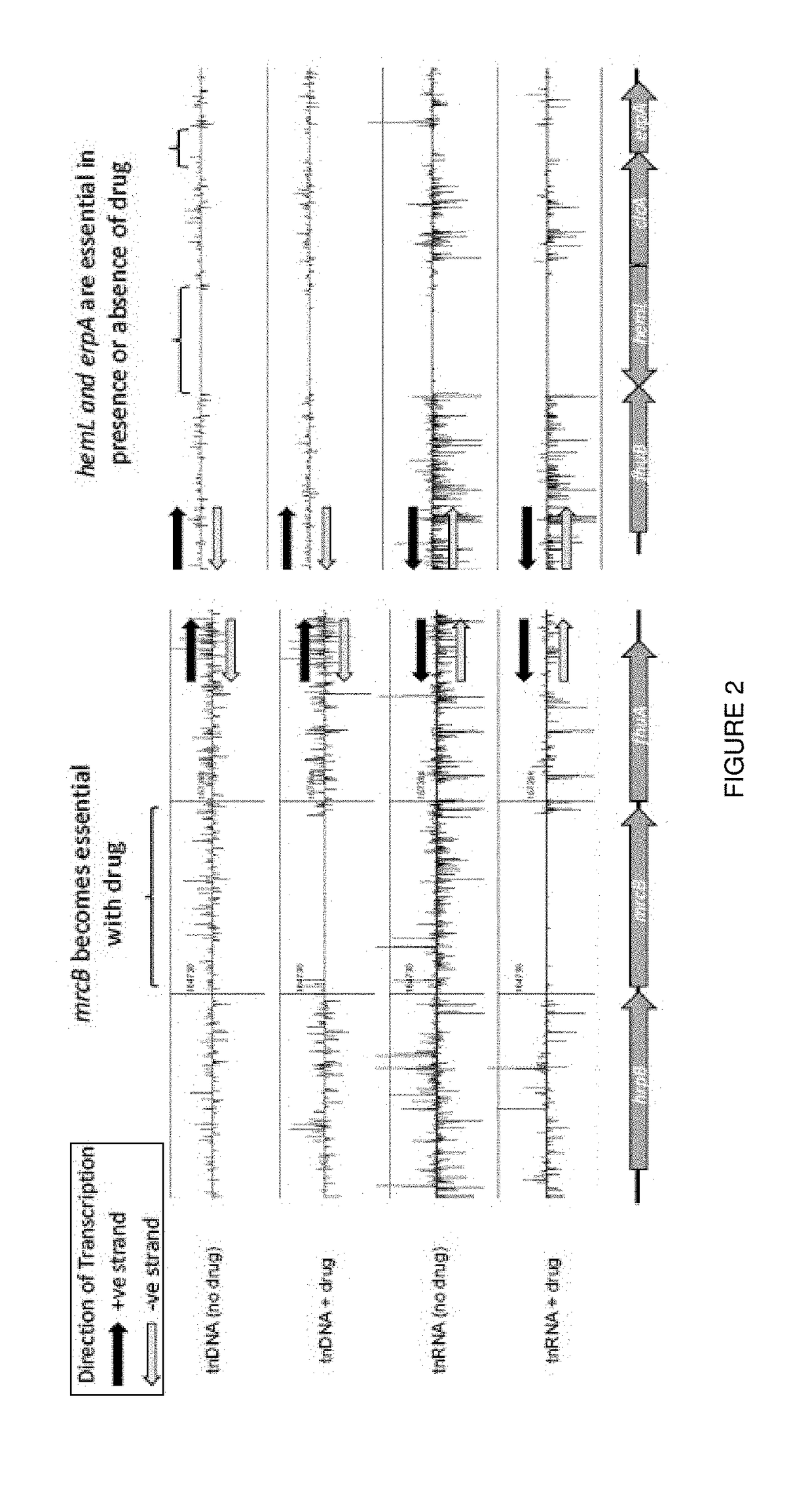 Method for characterizing bacterial mutants