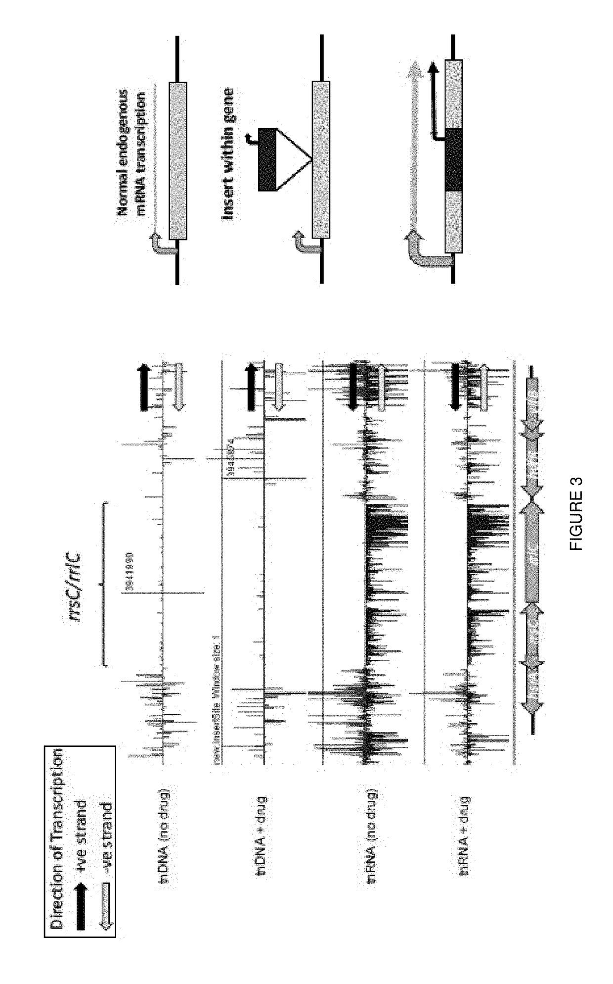 Method for characterizing bacterial mutants