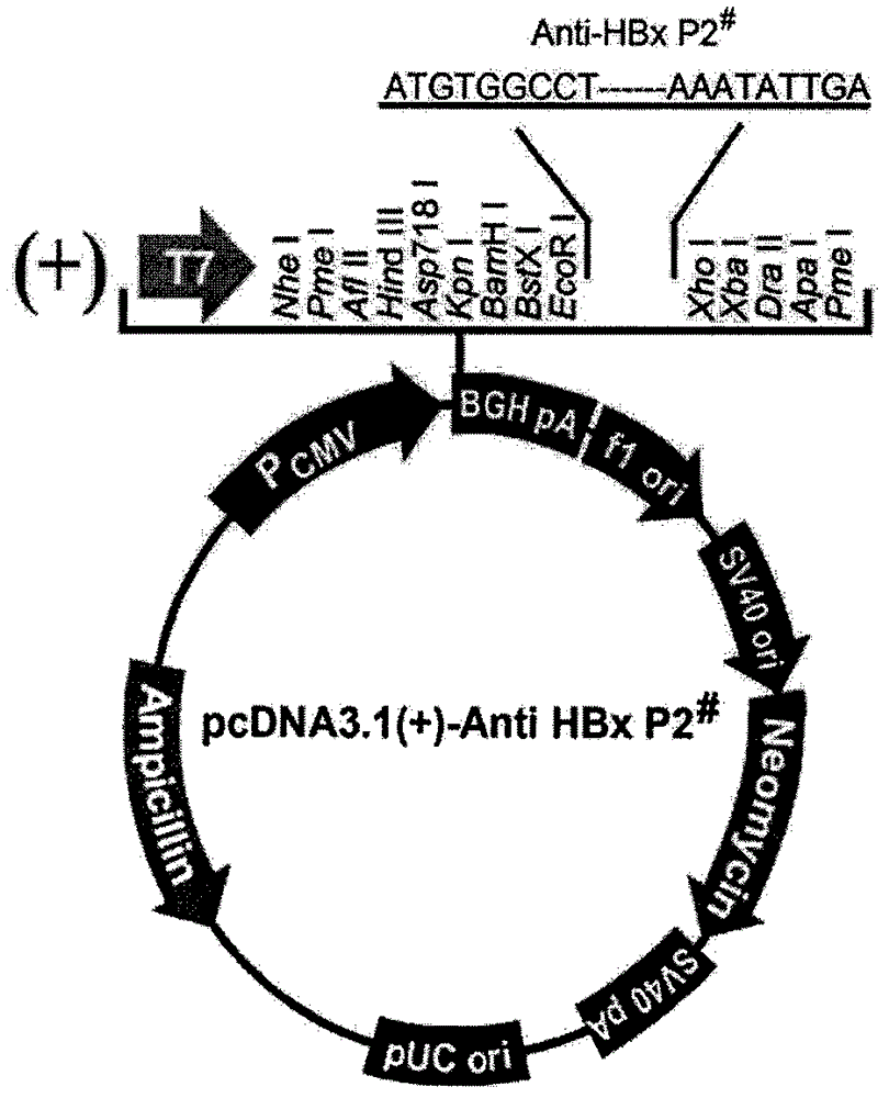 Polypeptide medicine against hepatitis B virus X protein