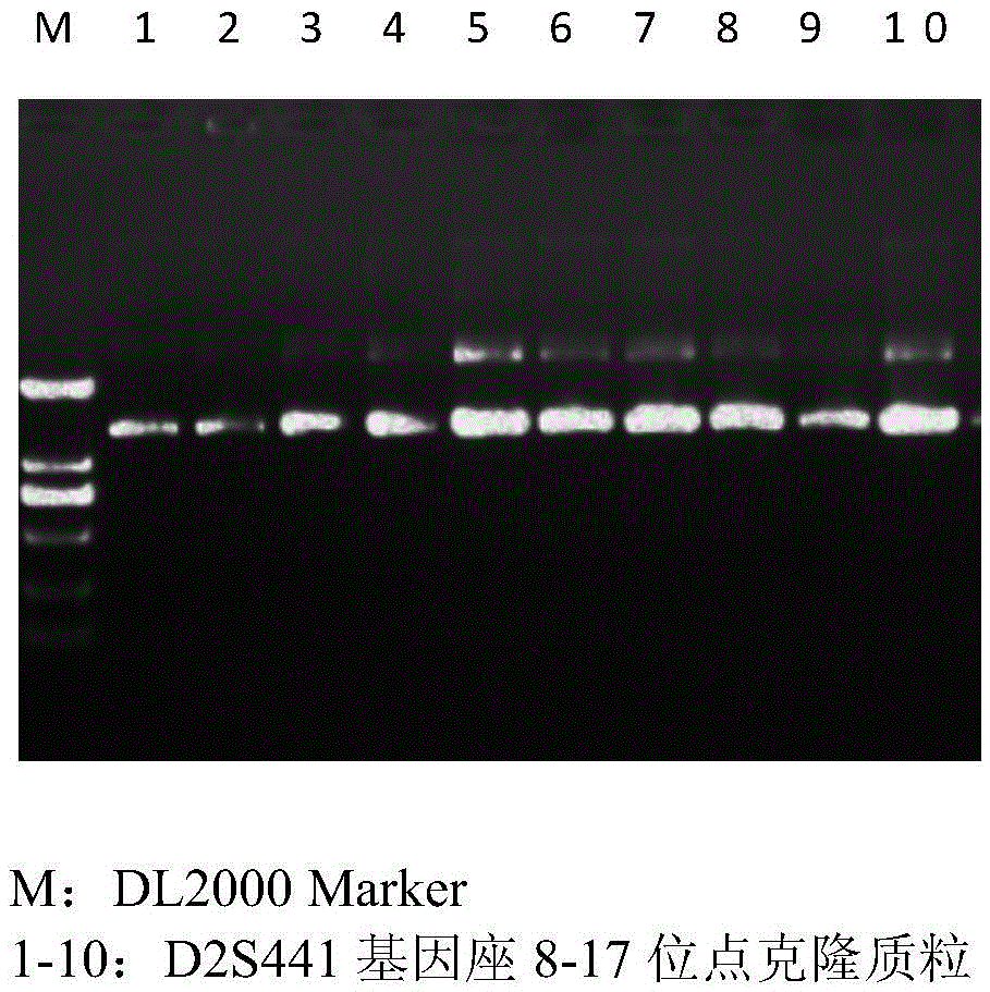 Method for preparing human gene STR (short tandem repeat) sequence allelic ladder by using site-directed mutagenesis technology