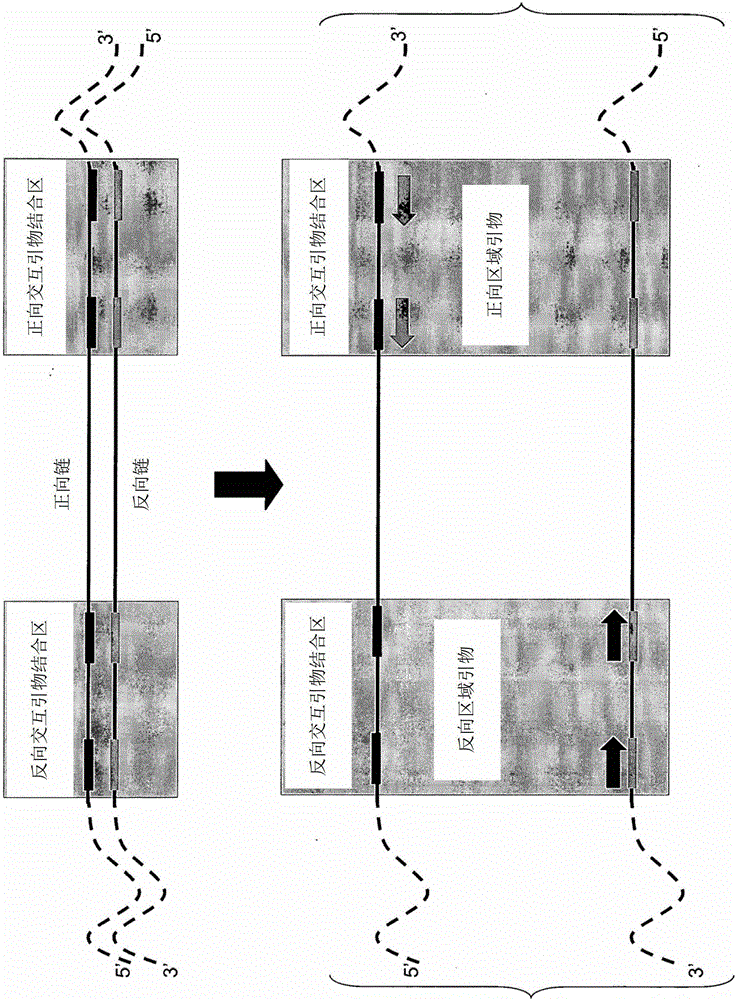 Stem Accelerated Isothermal Nucleic Acid Amplification Technology