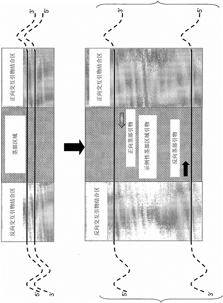 Stem Accelerated Isothermal Nucleic Acid Amplification Technology