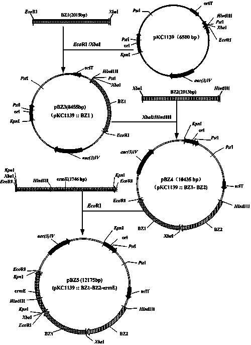 Engineered bacterium for producing tobramycin by direct fermentation and construction and application of engineered bacterium