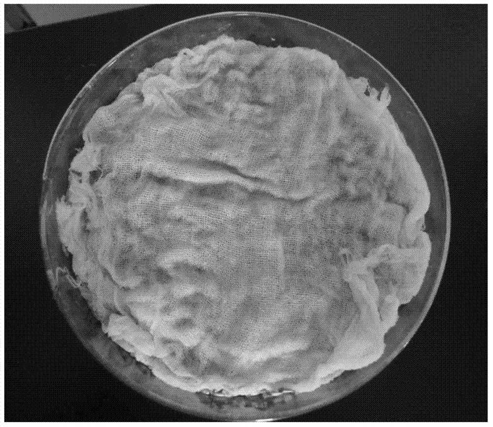 Simple wheat aphid species assay method