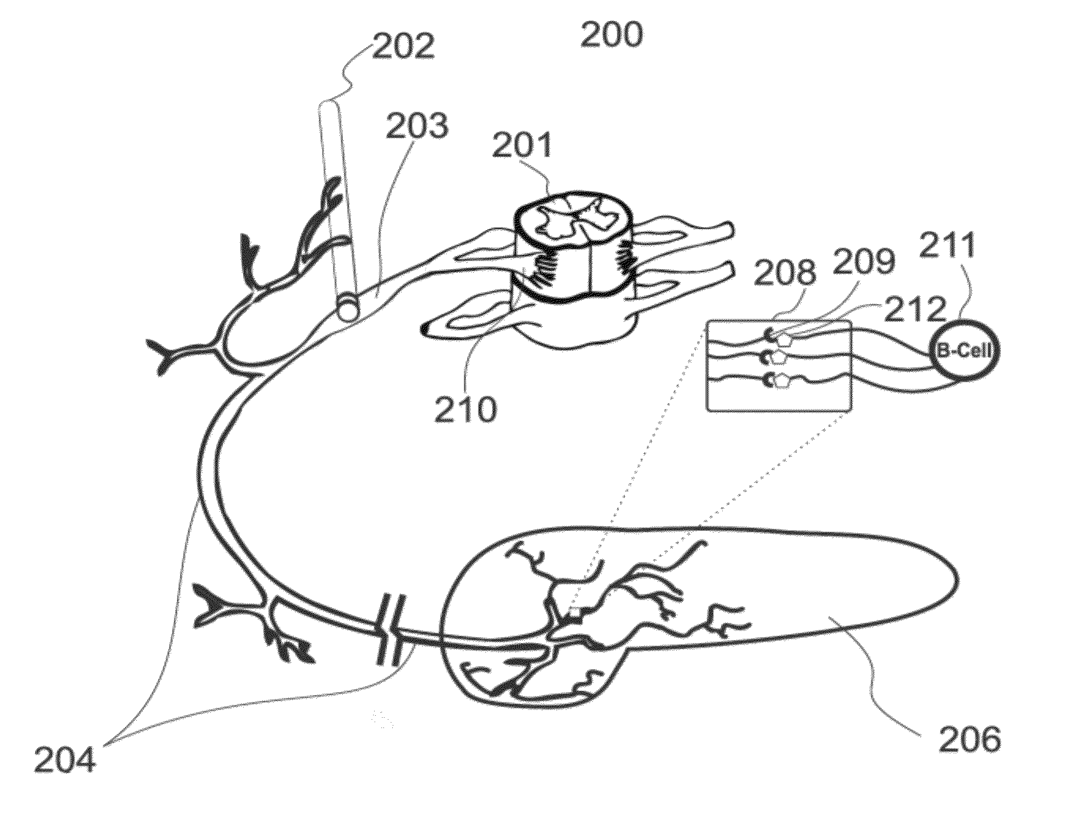 Method, system and apparatus for control of pancreatic beta cell function to improve glucose homeostasis and insulin production