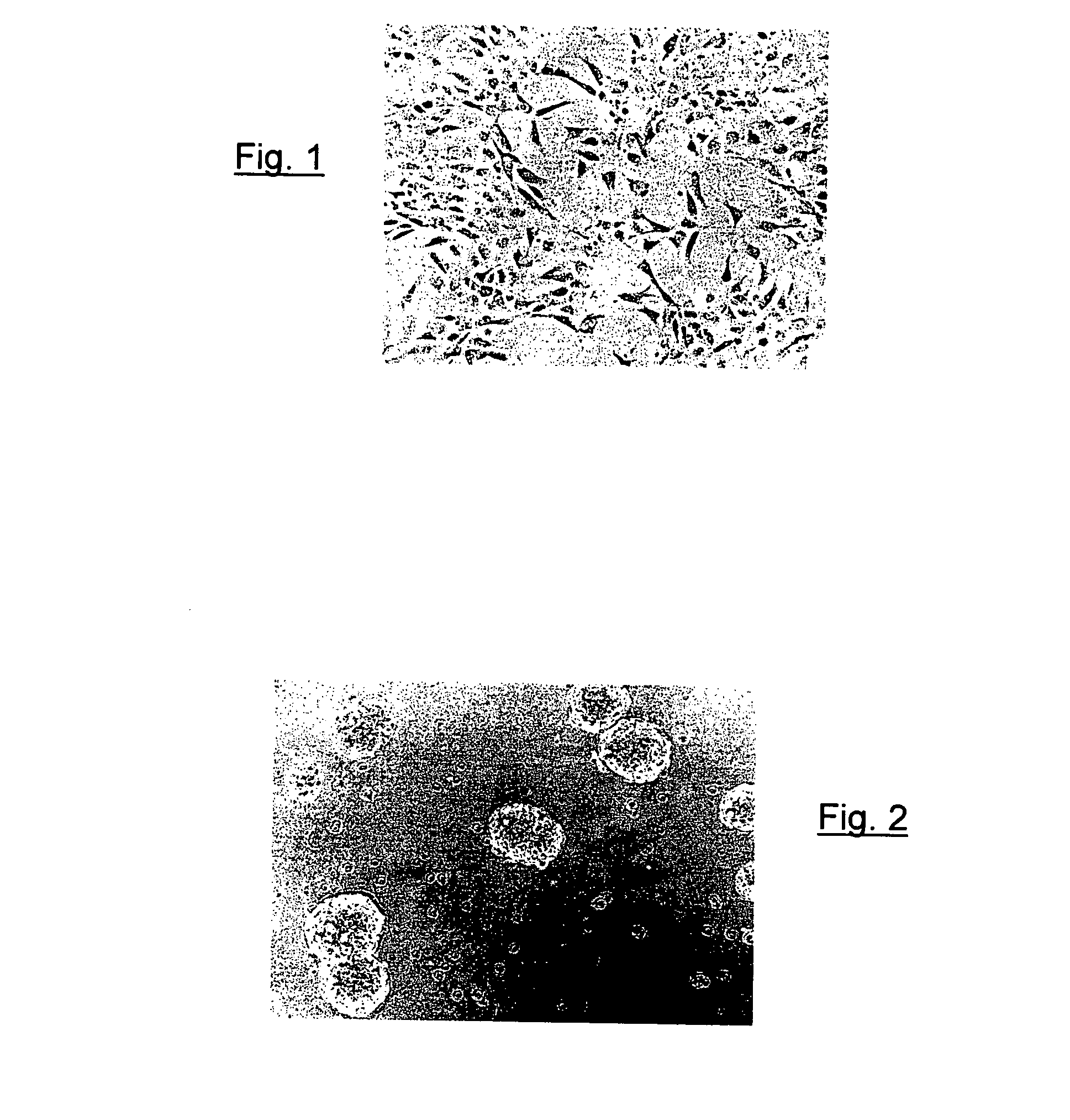 Method for production of neurons from cells of a cell line