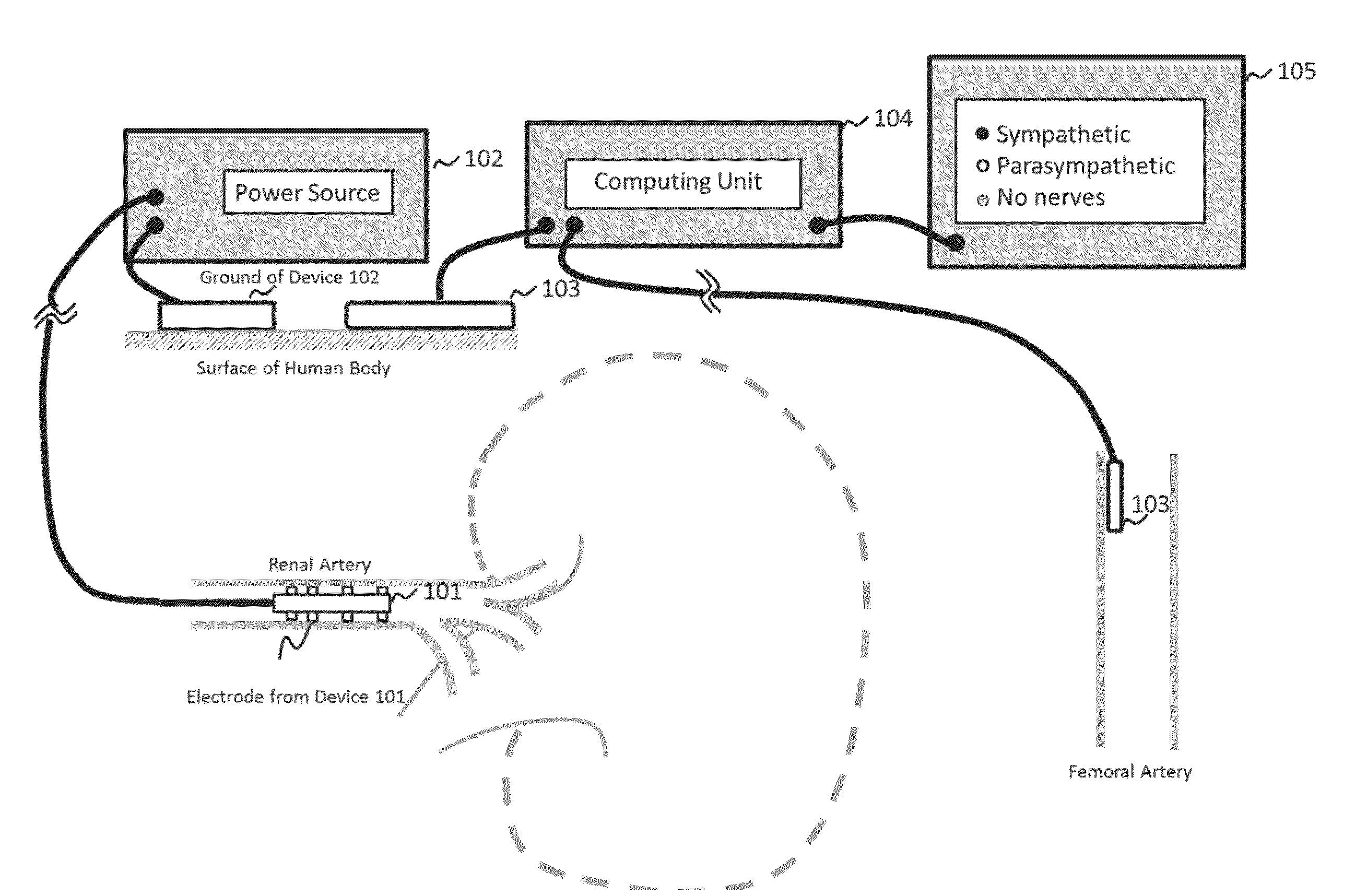 System and method for locating and identifying the functional nerves innervating the wall of arteries