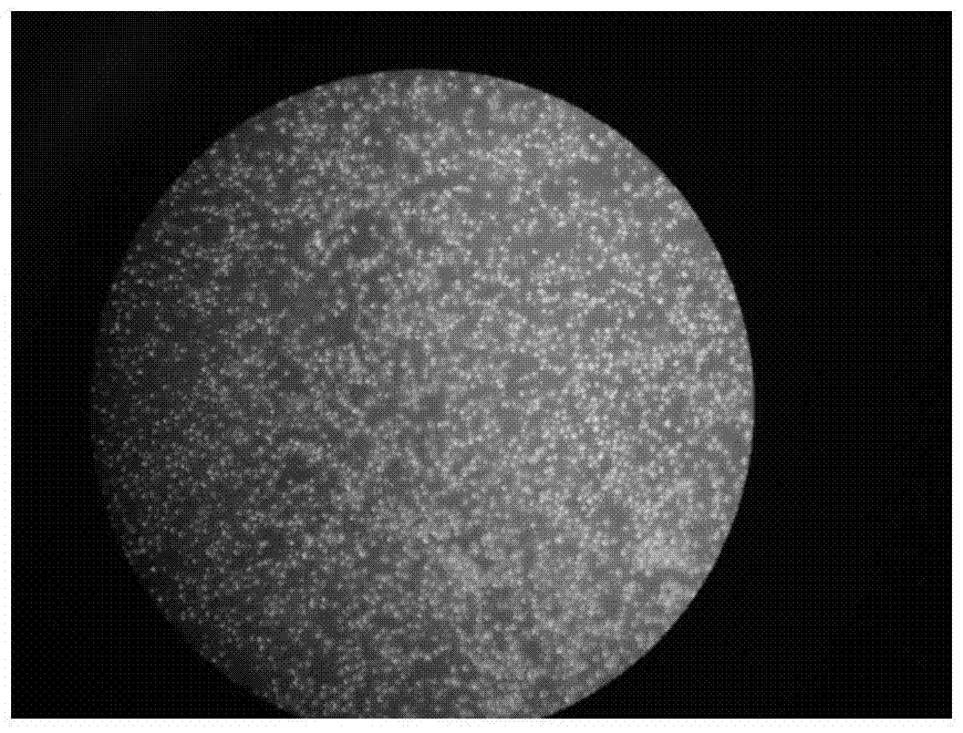 In-vitro culture method of vaginal epithelial cells of mouse