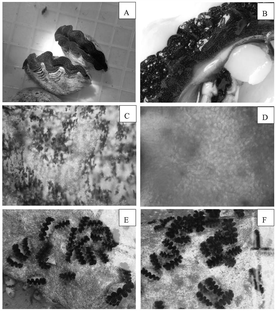 Seed production method of a blue-purple mantle Saffron strain