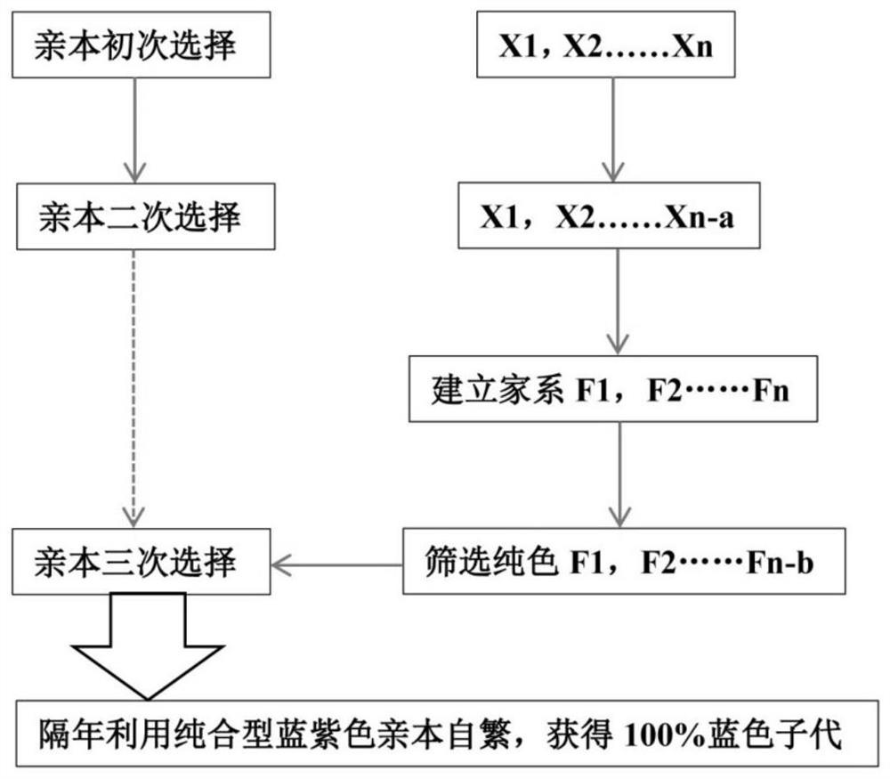 Seed production method of a blue-purple mantle Saffron strain