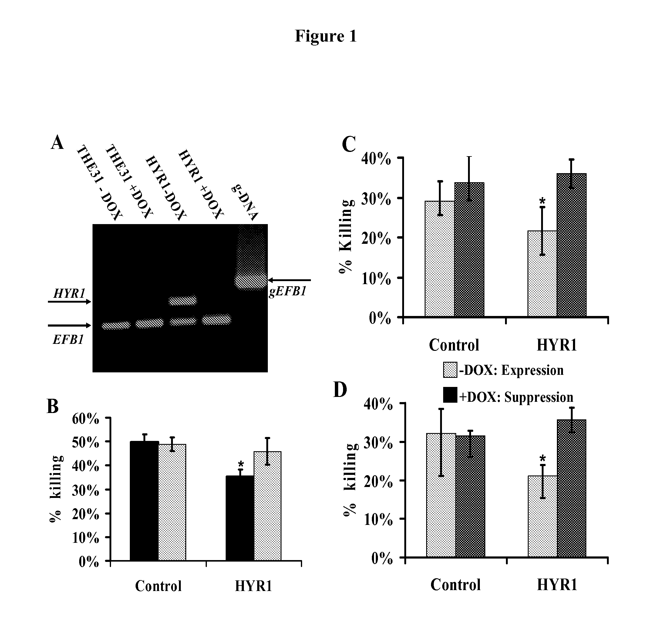 Hyr1 as a target for active and passive immunization against candida