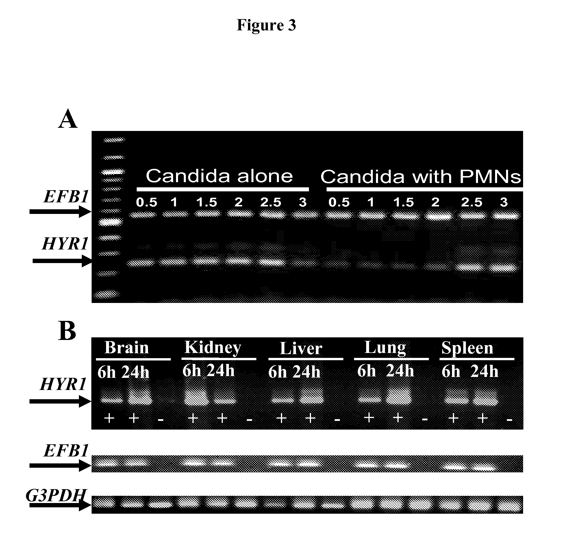 Hyr1 as a target for active and passive immunization against candida