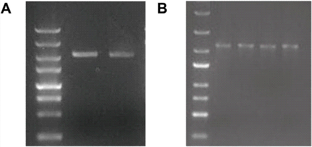 Rice ALS (acetolactate synthetase) mutant-type protein enabling plants to have herbicide resistance and application thereof