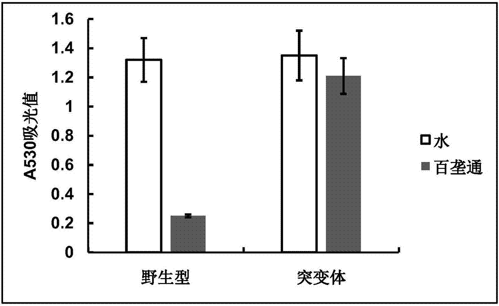 Rice ALS (acetolactate synthetase) mutant-type protein enabling plants to have herbicide resistance and application thereof