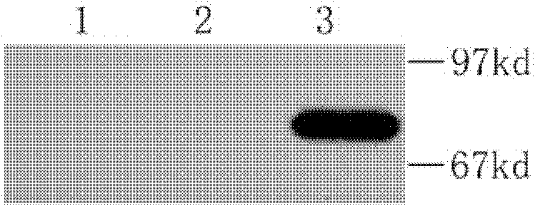 Method for efficiently expressing foreign protein