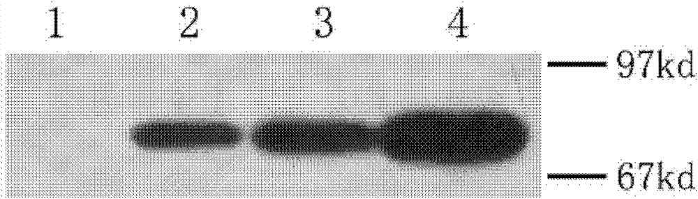 Method for efficiently expressing foreign protein