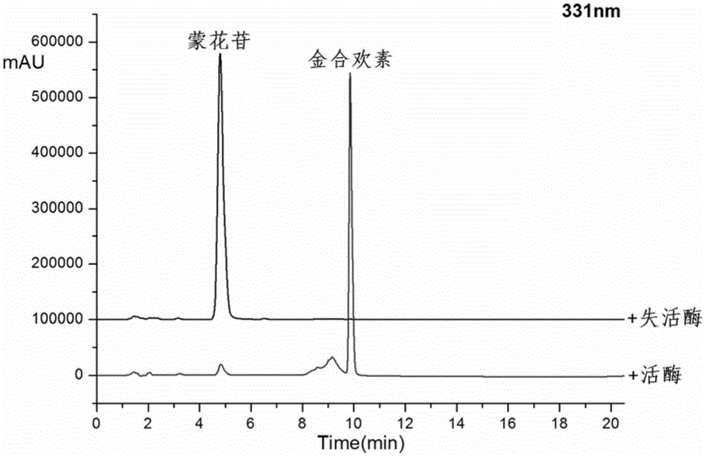 Method for preparing acacetin by enzymatic hydrolysis of buddleoside