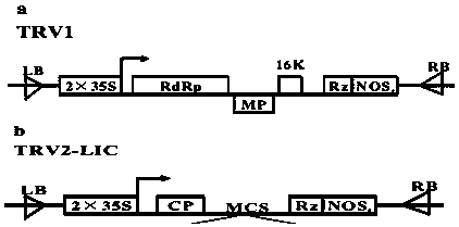 Cell wall acid invertase inhibitor gene lccif and its application