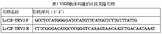 Cell wall acid invertase inhibitor gene lccif and its application