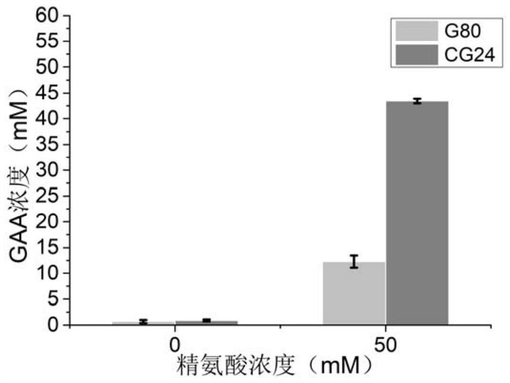 Engineering bacterium for producing guanidinoacetic acid as well as construction method and application thereof