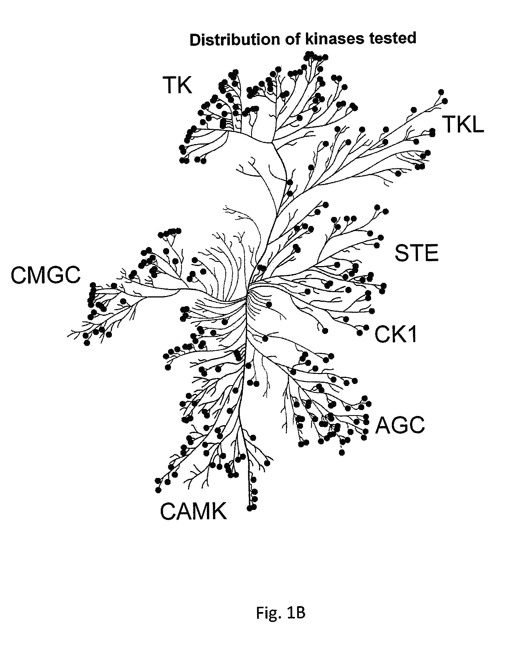 Inhibition of activated cdc42-associated kinase 1