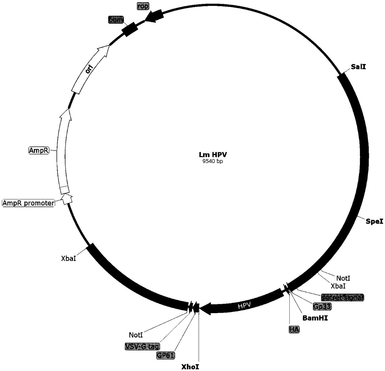 Application of recombinant attenuated Listeria in preparation of therapeutic vaccine for cervical cancer