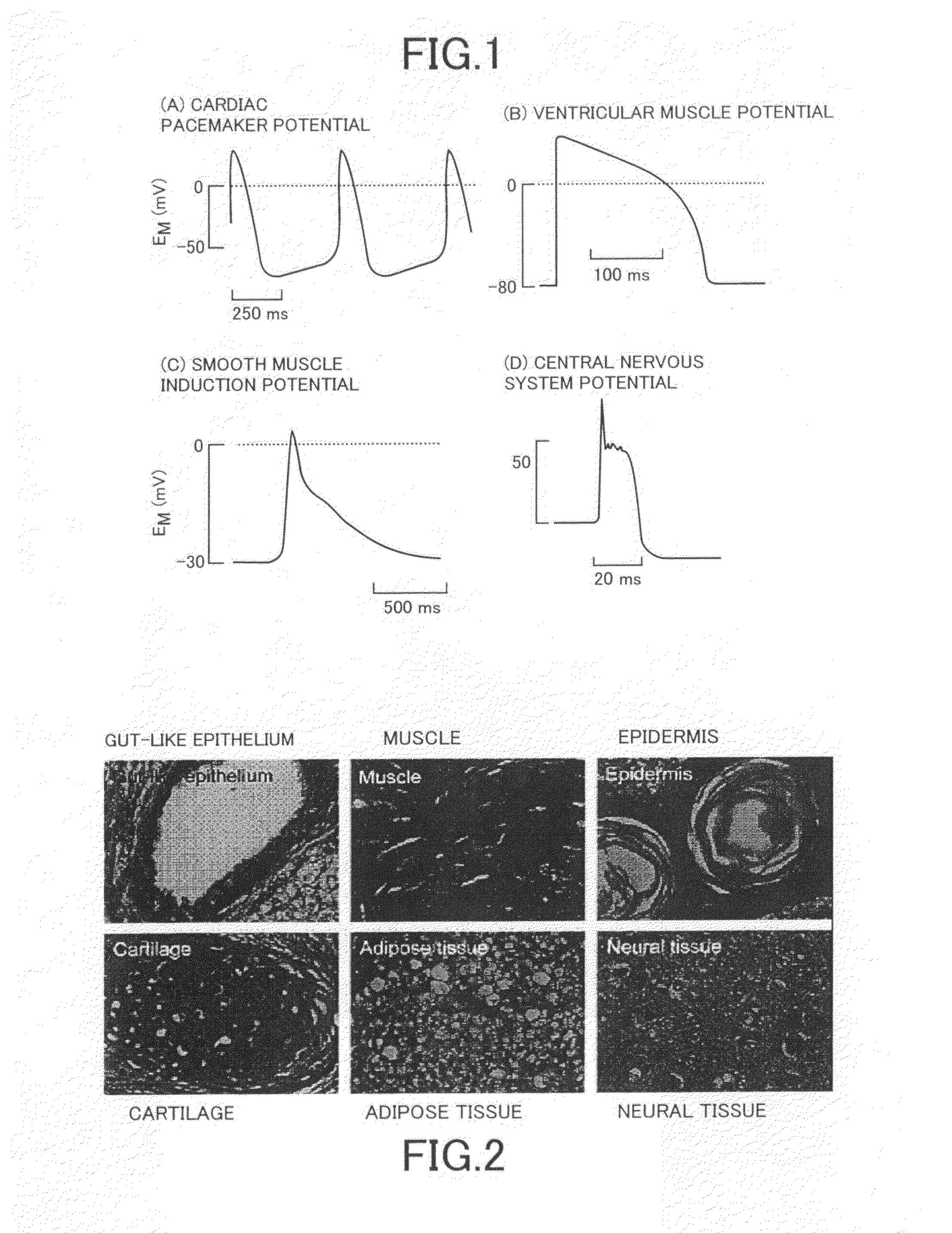 Cellular tissue magnetic signal detecting apparatus