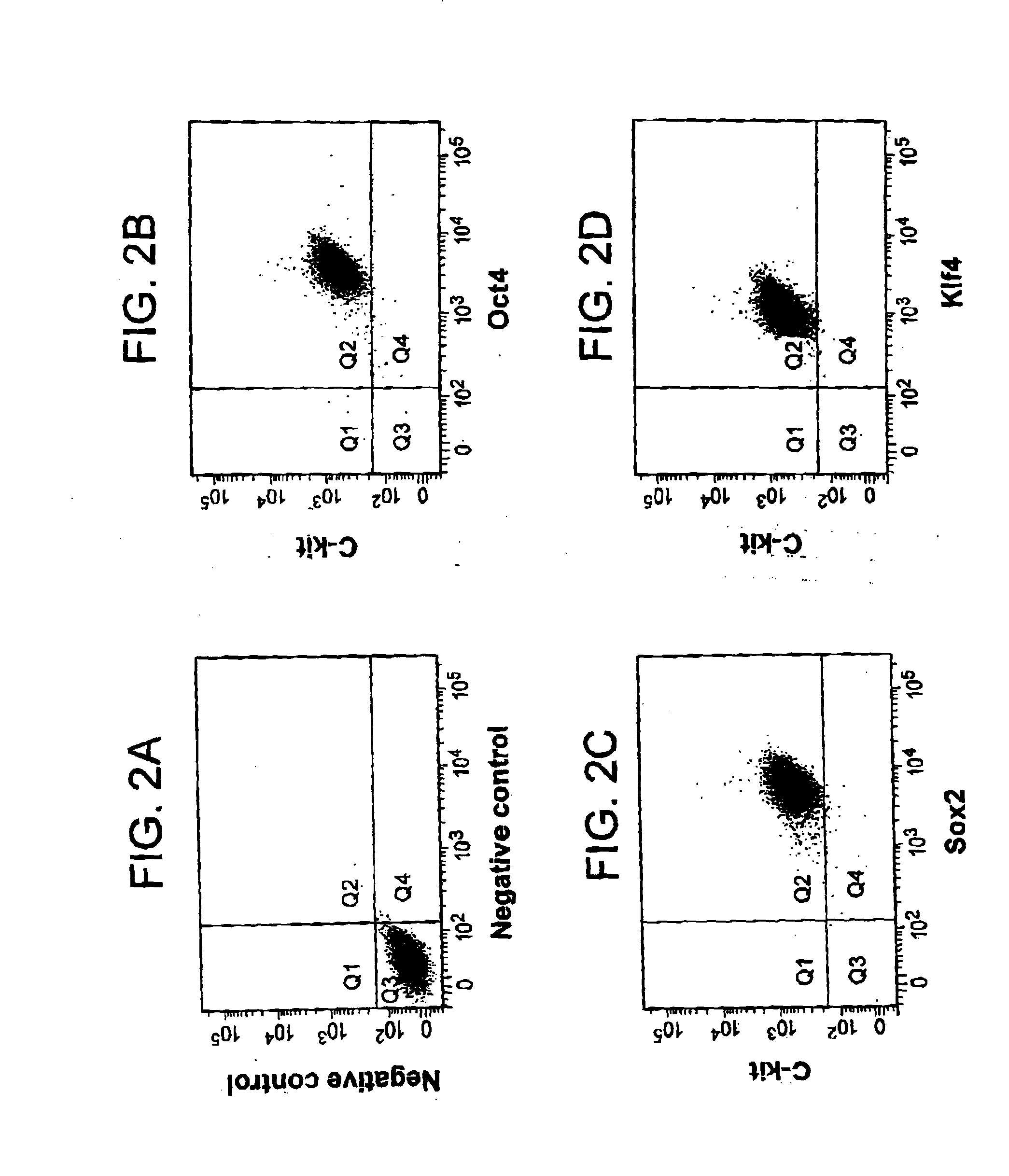 Renal stem cells isolated from kidney