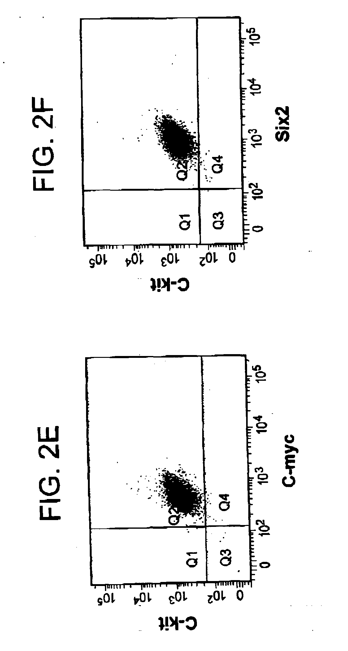 Renal stem cells isolated from kidney