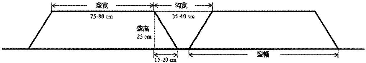 Efficient cultivation method with mechanized ridge-cultured rice direct seeding