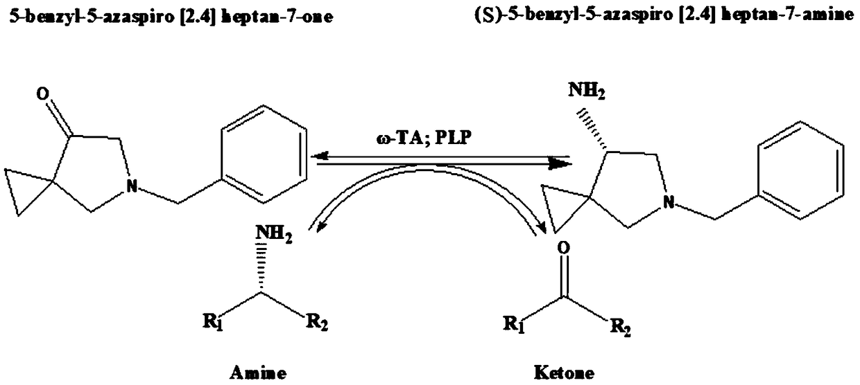 Omega-transaminase mutant capable of catalyzing sitafloxacin five-membered key intermediate