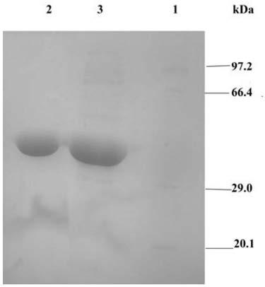 Omega-transaminase mutant capable of catalyzing sitafloxacin five-membered key intermediate