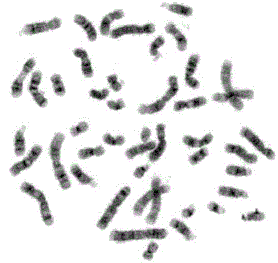 Bone Marrow Chromosome Extraction Kit