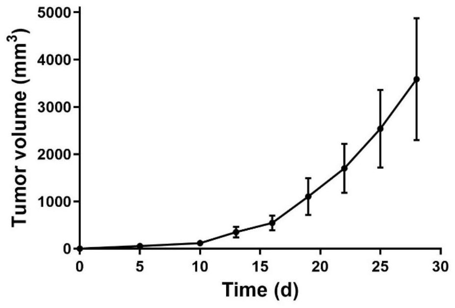 A human hemangioma animal model and its high success rate construction method