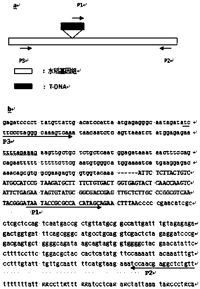 Primers for detecting exogenous genes in transgenic rice TT51-1 derivative line and method thereof