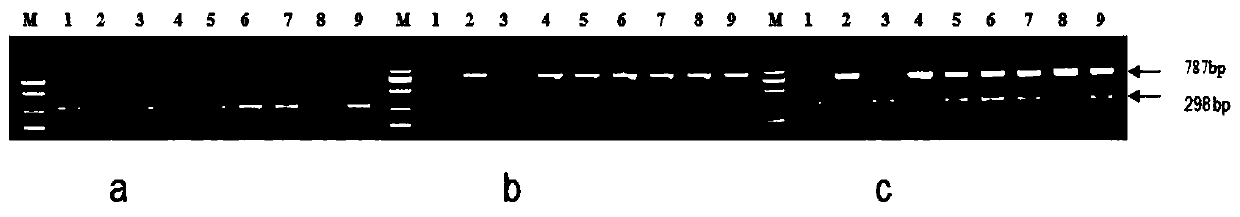 Primers for detecting exogenous genes in transgenic rice TT51-1 derivative line and method thereof