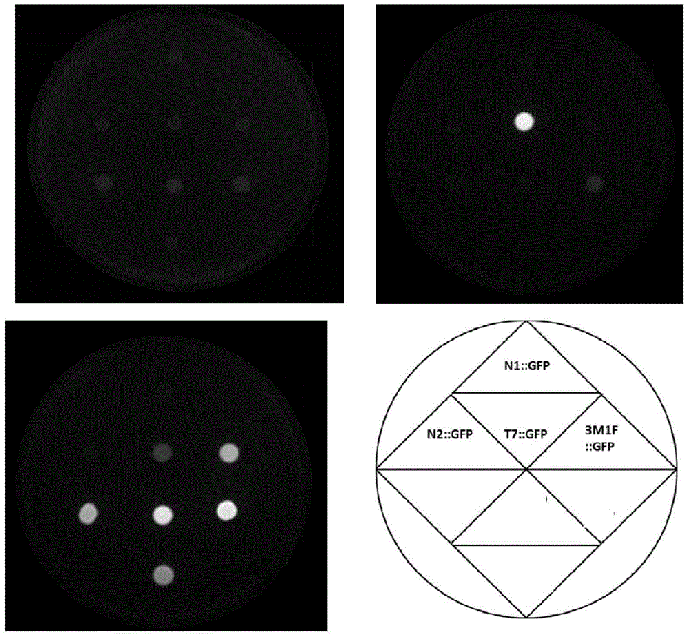 Promoter 3M1F and applications thereof