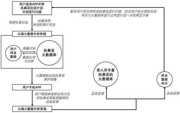 Domestic Hibiscus rosa-sinensis culture APP based on big data and image recognition