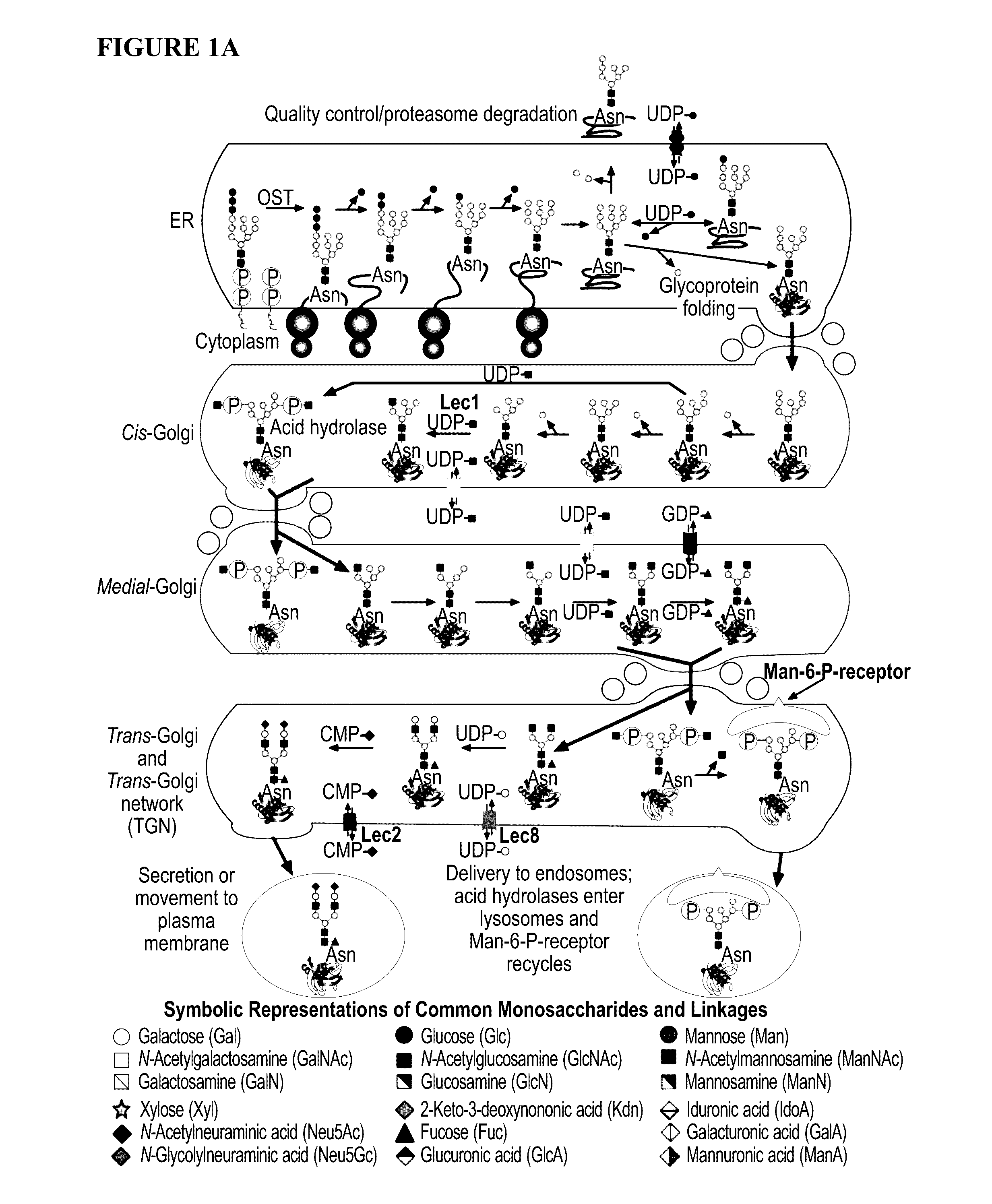 Glycoengineered binding protein compositions