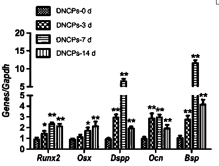 Dentin non-collagen programmed preparation method